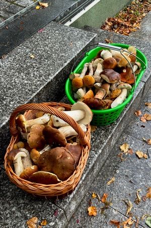 Zwei Körbe mit Steinpilzen und Rotkappen; Foto Markus 16.9.26 Zwei Körbe mit Steinpilzen und Rotkappen; Foto Markus 16.9.26