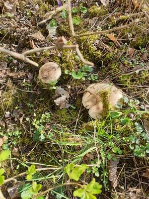 Zwei Lilastielige Rötelritterlinge; Foto Agnes 2.4.26