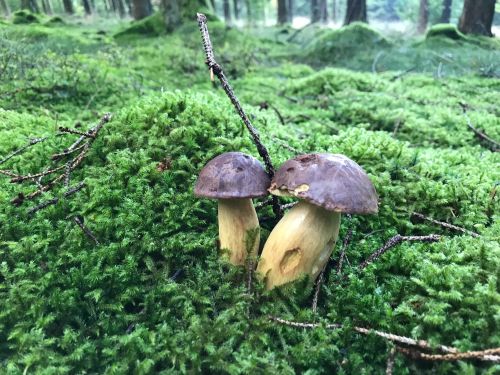 Zwei Maronen im Moos; Foto Jürgen 11.10.25 Zwei Maronen im Moos; Foto Jürgen 11.10.25