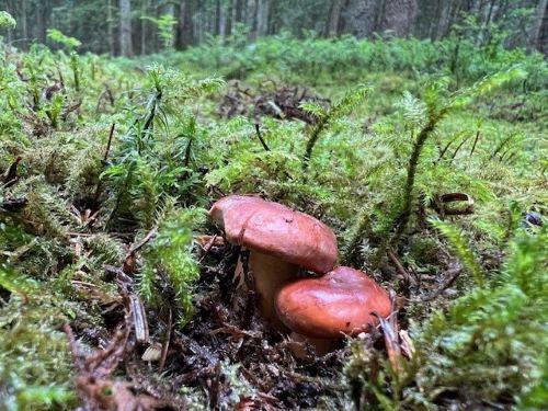 Zwei Milchbrätlinge; Foto Heiko 8.7.25