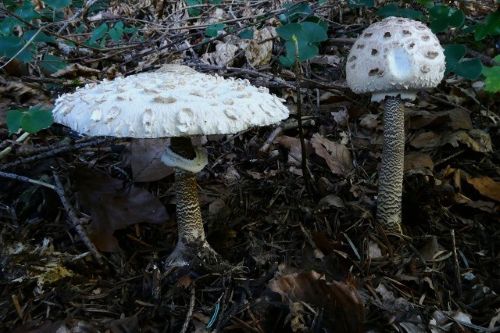 Zwei Parasole mit starkem Natterungsmuster; Foto Sepp 6.9.26 Zwei Parasole mit starkem Natterungsmuster; Foto Sepp 6.9.26