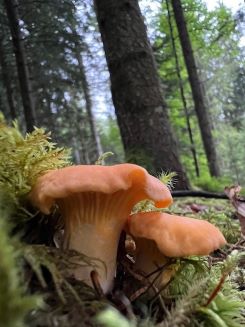 Zwei gut gebaute Pfifferlinge; Foto Heiko 25.7.25
