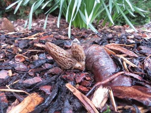 Helle RiMuMo im Beet; Foto Michael 19.3.24 Helle RiMuMo im Beet; Foto Michael 19.3.24