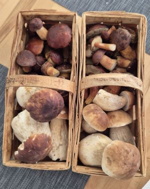 Zwei Spankörbe mit Steinpilzen und Maronenröhrlingen; Foto Tim 28.9.25 Zwei Spankörbe mit Steinpilzen und Maronenröhrlingen; Foto Tim 28.9.25