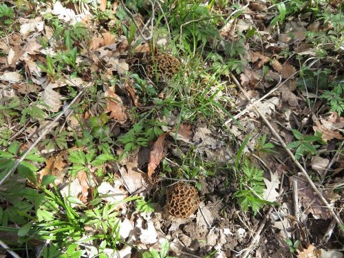 Zwei Speisemorcheln; Foto Michael 1.4.26