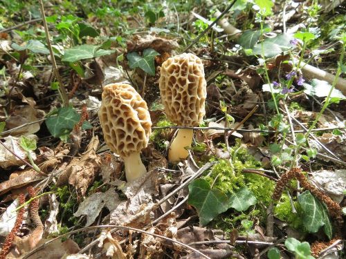 Zwei Speisemorcheln; Foto Michael 17.4.26