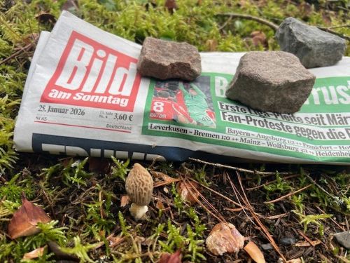 Zwei Spitzmorcheln mit tagesaktueller BamS; Foto Heiko 25.1.26