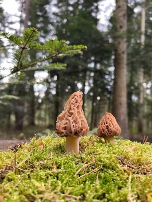 2 Spitzmorcheln; Foto Heiko 1.3.26