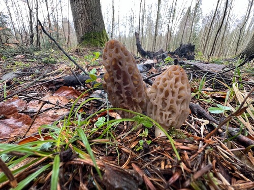Zwei schöne Spitzmorcheln; Foto Heiko 13.3.24 Zwei schöne Spitzmorcheln; Foto Heiko 13.3.24