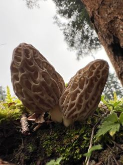 Zwei Spitzmorcheln; Foto Heiko 22.3.26