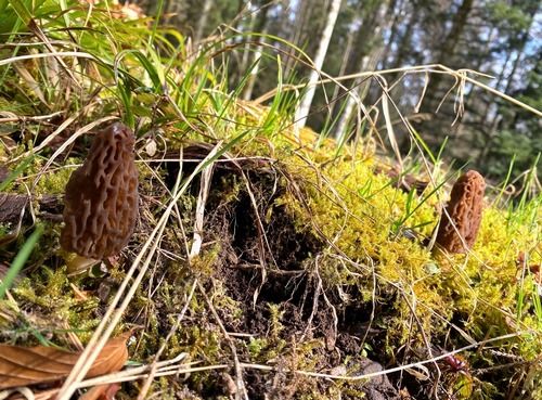Zwei Spitzmorcheln; Foto Stefan 6.4.26