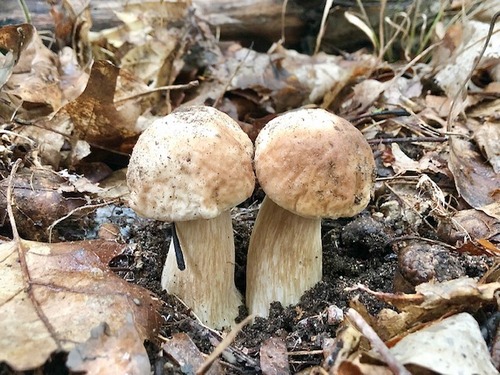 2Steinis Thomas 30.9.22