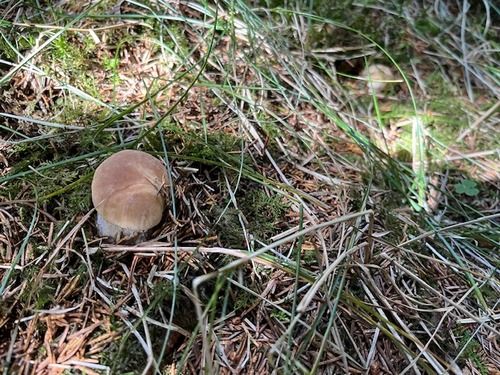 Zwei stehen gelassene junge Steinpilze; Foto Jörg 29.8.26 Zwei stehen gelassene junge Steinpilze; Foto Jörg 29.8.26