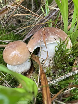 Zwei Steinpilze; Foto Armin 4.11.23