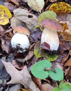 Zwei schöne junge Steinpilze; Foto Frank 29.10.23