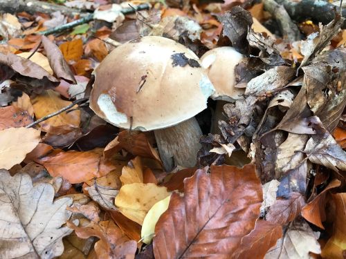 Zwei Steinpilze im Laub; Foto Jürgen 24.10.25 Zwei Steinpilze im Laub; Foto Jürgen 24.10.25