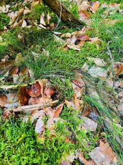 Zwei Steinpilze verstecken sich im Laub; Foto Julius 21.9.25 Zwei Steinpilze verstecken sich im Laub; Foto Julius 21.9.25