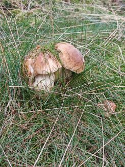 Zwei stramme Steinpilze; Foto Martin 8.10.26