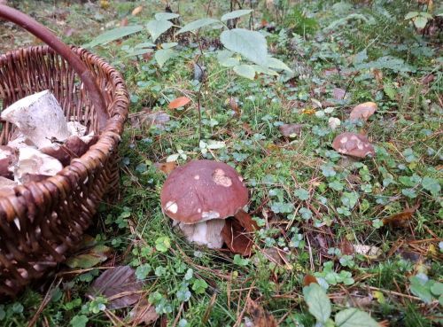 Zwei Steinpilz, Korb mit Steinpilzen; Foto Onno 22.10.26 Zwei Steinpilz, Korb mit Steinpilzen; Foto Onno 22.10.26