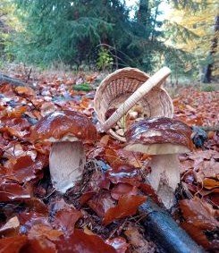 Zwei regennasse Steinpilze vor Pilzkorb; Foto Thomas 23.10.25 Zwei regennasse Steinpilze vor Pilzkorb; Foto Thomas 23.10.25