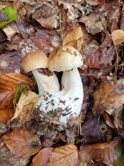 Zwei junge hellhütige Steipilze; Foto Verena 6.10.25