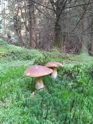 Zwei Steinpilze Scuttle 12.8.23 Zwei Steinpilze Scuttle 12.8.23