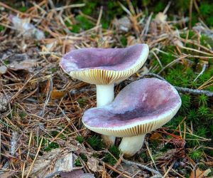 Zwei ältere Buckeltäublinge; Foto Michael 1.12.24 Zwei ältere Buckeltäublinge; Foto Michael 1.12.24