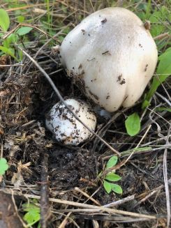 Zwei junge Ackerscheidlinge; Foto Achim 19.12.25