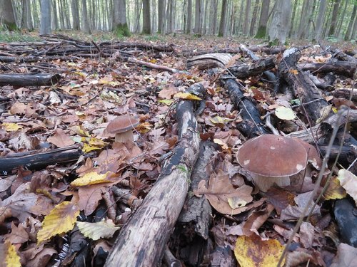 3Aestivalis Michael 19.10.22 3Aestivalis Michael 19.10.22