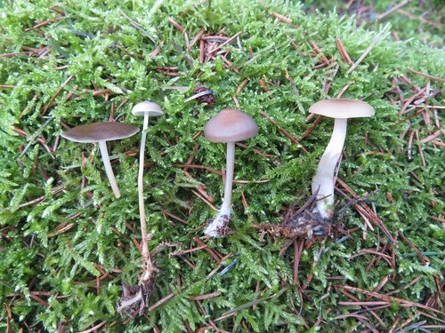 Drei Arten früheste Pilze; Foto Michael 19.2.24