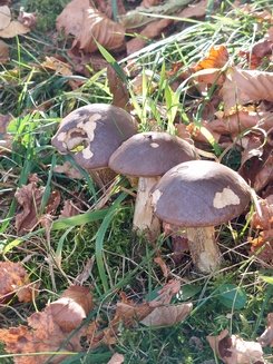 3Birkenpilze Martin 29.10.22