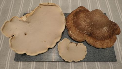 Drei frische Birkenporlinge; Foto Christine 21.11.25