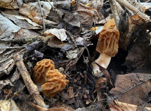 Drei Böhmische Verpeln; Foto Stefan 2.4.26