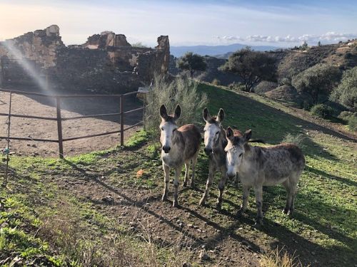 Drei Eselinnen auf der Weide der Ackerscheidlinge; Foto Achim 19.12.25 Drei Eselinnen auf der Weide der Ackerscheidlinge; Foto Achim 19.12.25