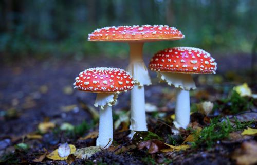 Schöner Waldschmuck: Drei Fliegenpilze; Foto Michael C. 1.12.24 Schöner Waldschmuck: Drei Fliegenpilze; Foto Michael C. 1.12.24