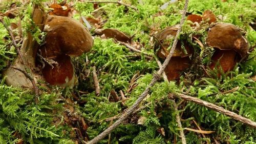 Drei Flockenstielige Hexenröhrlinge; Foto Sepp 9.9.25