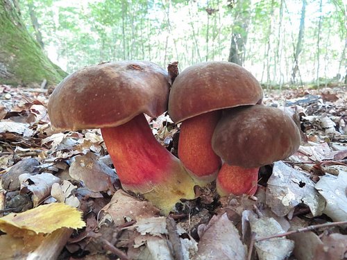 3 prangende Flockis; Michael 13.8.23 3 prangende Flockis; Michael 13.8.23