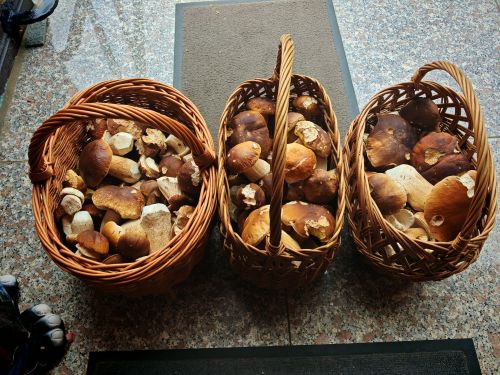 3 volle Körbe, überwiegend gefüllt mit Steinpilzen; Foto Martin 3.10.25 3 volle Körbe, überwiegend gefüllt mit Steinpilzen; Foto Martin 3.10.25