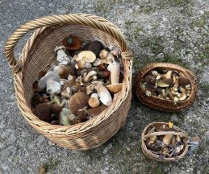 Ein großer Korb, zwei Kinderkörbe voller Pilze; Foto Ralf 21.9.25