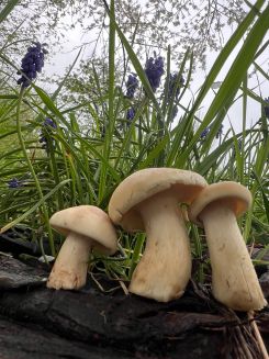 Drei Maipilze, Traubenhyazinthen; Foto Heiko 14.4.26