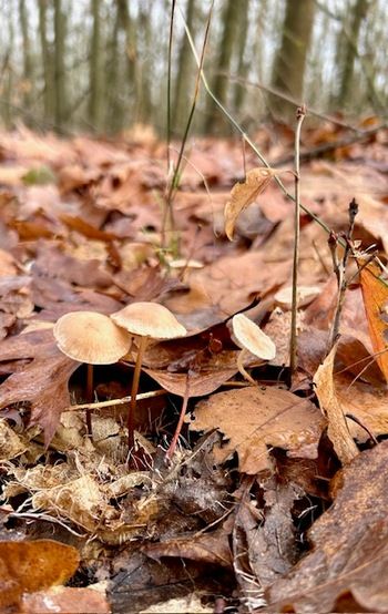 Drei Mousserons; Foto Chrischi 18.11.25 Drei Mousserons; Foto Chrischi 18.11.25