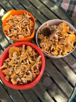 Drei Schüsseln voller Pfifferlinge; Foto Jürgen 14.7.24 Drei Schüsseln voller Pfifferlinge; Foto Jürgen 14.7.24