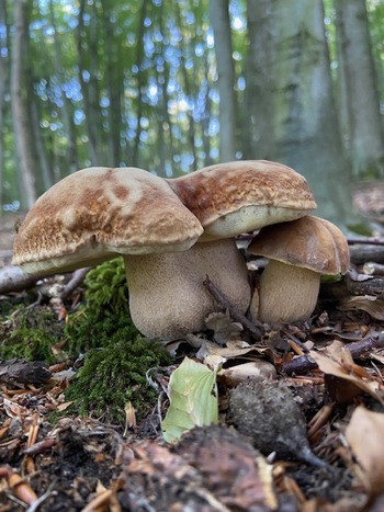 Drei herrliche Sommersteinpilze; Foto Tobias 9.9.23