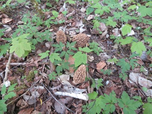 Speisemorcheln bei Buschwindröschen; Foto Michael 17.4.26