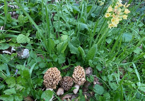 Drei Speisemorcheln und Hohe Schlüsselblume im Auwald; Foto Stefan 6.4.26