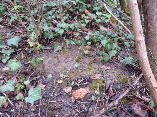 Auwaldszenerie mit drei Speisemorcheln; Foto Michael 14.4.26