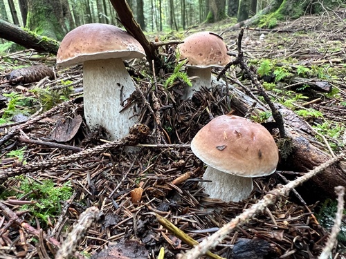 Drei prächtige Steinpilze im Fichtenhochwald; Heiko 8.8.23 Drei prächtige Steinpilze im Fichtenhochwald; Heiko 8.8.23