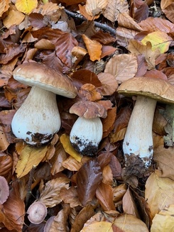 Kleine Steinpilzstrecke; Foto Ingeborg 7.11.23