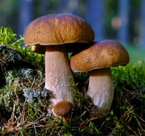 Drei herrliche Steinpilze; Foto Michael C. 1.12.24 Drei herrliche Steinpilze; Foto Michael C. 1.12.24