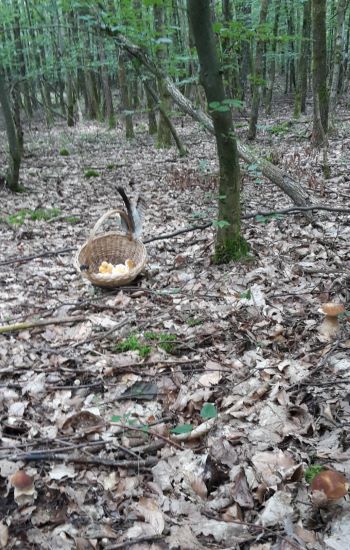 Drei Steinpilze und ein Pilzkorb; Foto Sandro 12.7.24
